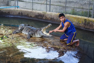 Extrim crocodile show in Thailand clipart