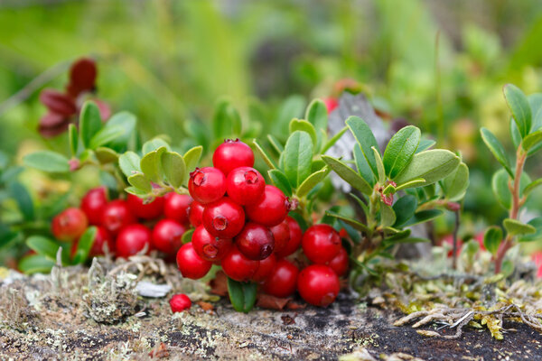 Lingonberry bush close up