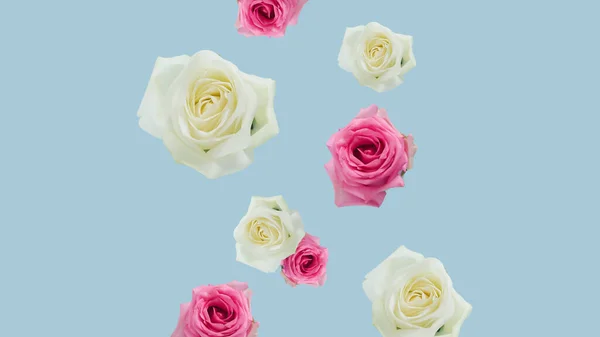Floral minimal concept with fresh natural pink and white roses falling like spring rain. Pastel colors on blue background. Minimal style and composition.
