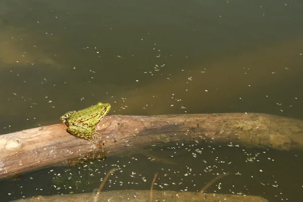 Green frog basking in the sun on the stick — Stock Photo, Image