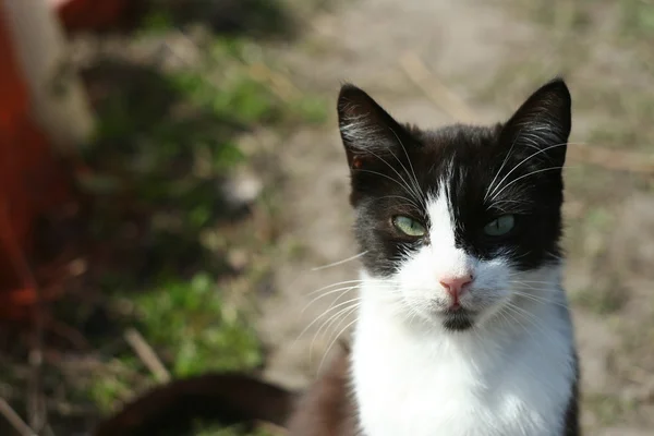 Kot w trawa wiosna — Zdjęcie stockowe