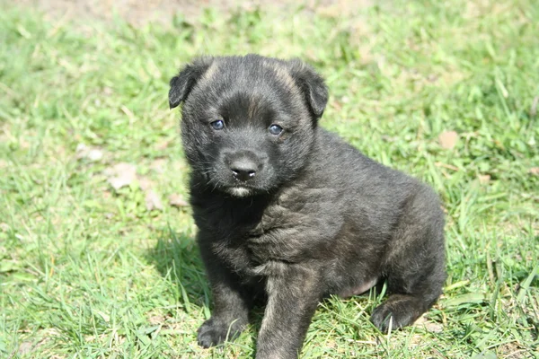 Chiot hapy sur l'herbe de printemps — Photo