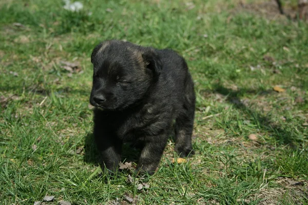 Hapy puppy op het gras van de lente — Stockfoto