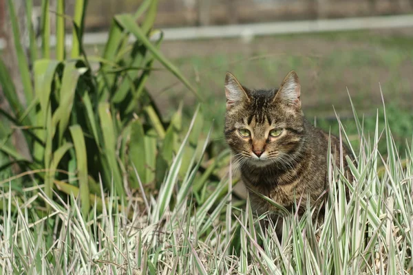 Gato na grama primavera — Fotografia de Stock