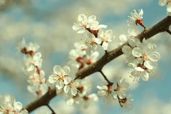 stock image apricot flowers in spring