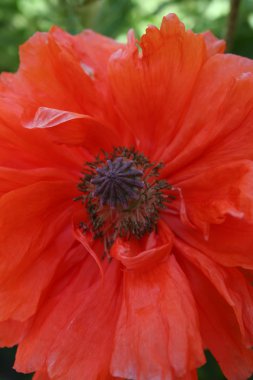 bahar bahçe haşhaş çiçek