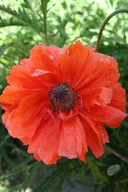 bahar bahçe haşhaş çiçek