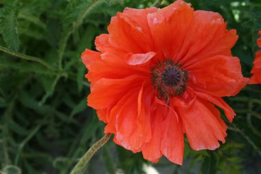 bahar bahçe haşhaş çiçek