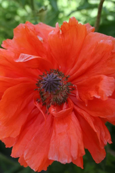 Flor de amapola en el jardín de primavera —  Fotos de Stock