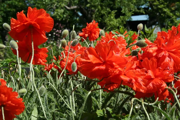 poppy flower in the spring garden