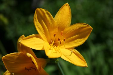 Çiçek Daylily, coğrafyada