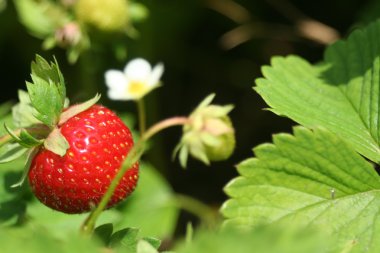 Çilek meyve bahçesinde