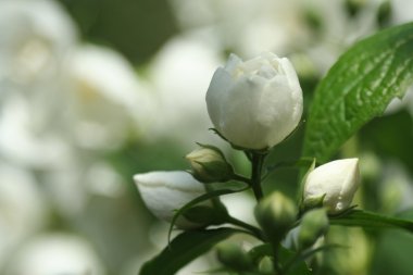 Yasemin çiçekleri, makro fotoğrafçılık Şubesi.