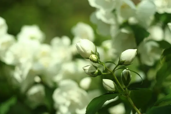 Υποκατάστημα της Jasmine λουλούδια, μακρο φωτογραφία. — Φωτογραφία Αρχείου