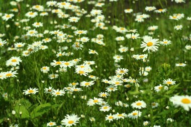Çiçeklenme. Papatya çayı. Çiçek açan alan. yaz, bulanık arka plan bir çayır çiçekler