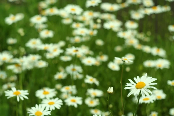 Floração. Camomila. Campo florescente. flores em um prado no verão, fundo borrado — Fotografia de Stock