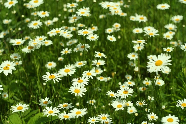 Floração. Camomila. Campo florescente. flores em um prado no verão, fundo borrado — Fotografia de Stock