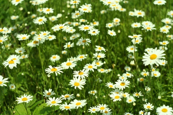 Floração. Camomila. Campo florescente. flores em um prado no verão, fundo borrado — Fotografia de Stock
