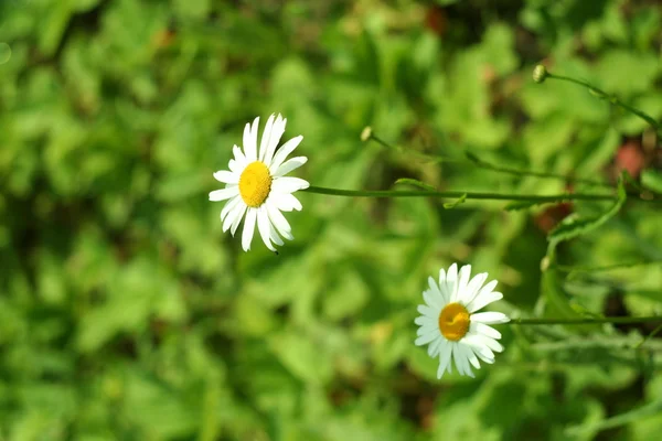 Blühen. Kamille. verschwommener Hintergrund — Stockfoto