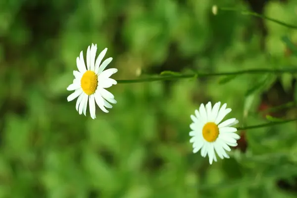 Blühen. Kamille. verschwommener Hintergrund — Stockfoto