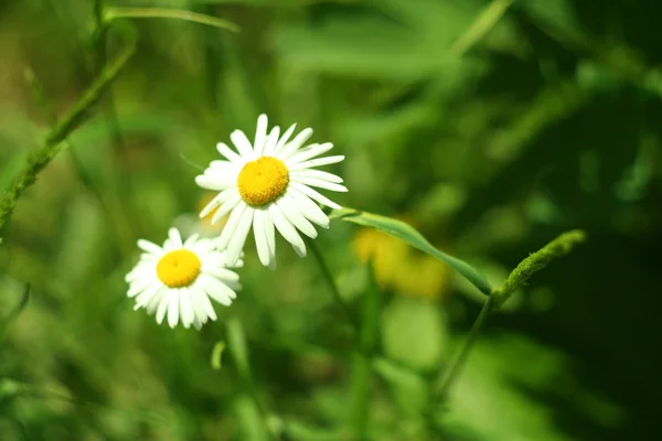 Floração. Camomila florescente na grama. Fundo desfocado — Fotografia de Stock