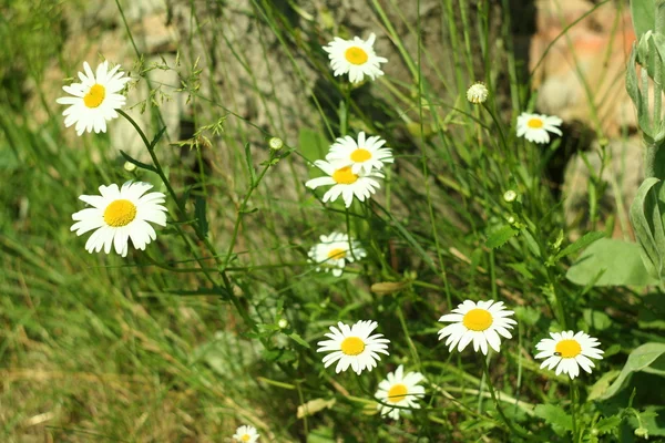 Floração. Camomila florescente perto do toco da árvore. Fundo desfocado — Fotografia de Stock