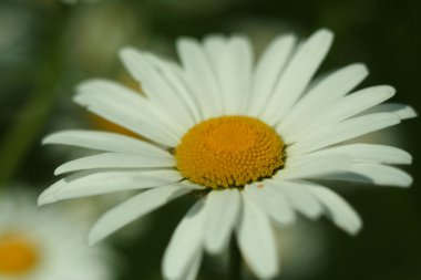 Çiçeklenme. Papatya çayı. Arka plan bulanık