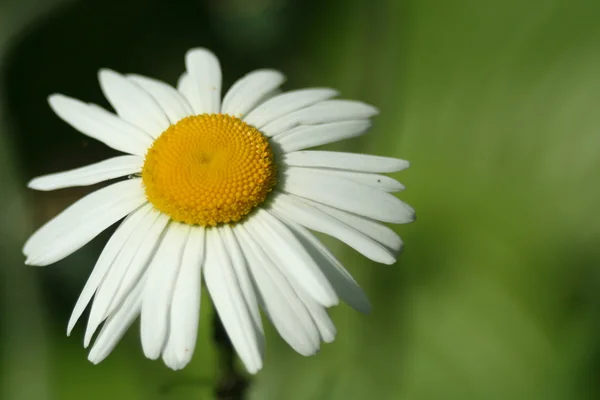 Camomila branca flor macro, isolado em fundo natural — Fotografia de Stock