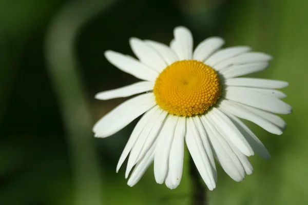 Camomila branca flor macro, isolado em fundo natural — Fotografia de Stock