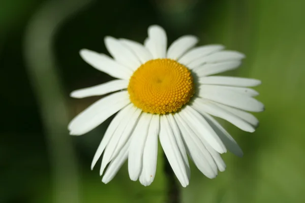 Camomila branca flor macro, isolado em fundo natural — Fotografia de Stock