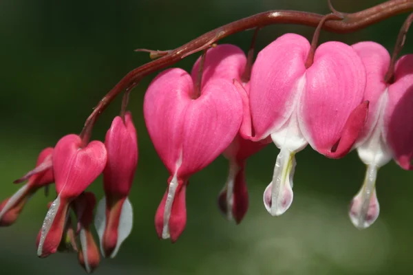 Blomma Dicentra eller brustet hjärta — Stockfoto