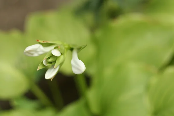 Blomma Hosta i trädgården — Stockfoto