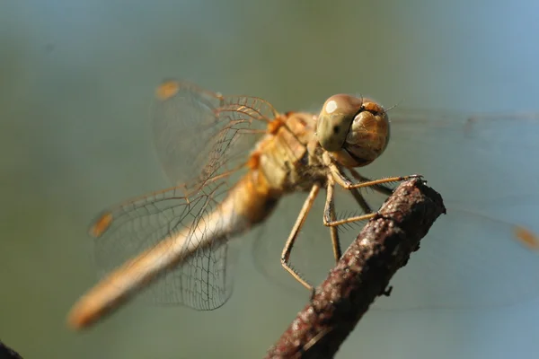 Insekt Libelle oder Libelle — Stockfoto