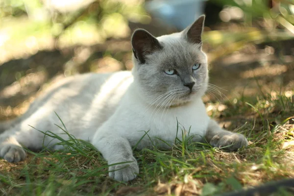 Gato en el jardín — Foto de Stock