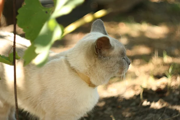 정원에 있는 고양이 — 스톡 사진