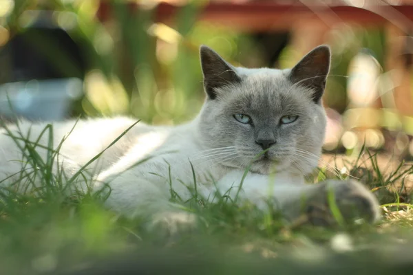 Gato no jardim — Fotografia de Stock