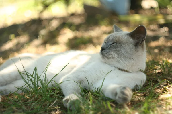 Gato no jardim — Fotografia de Stock