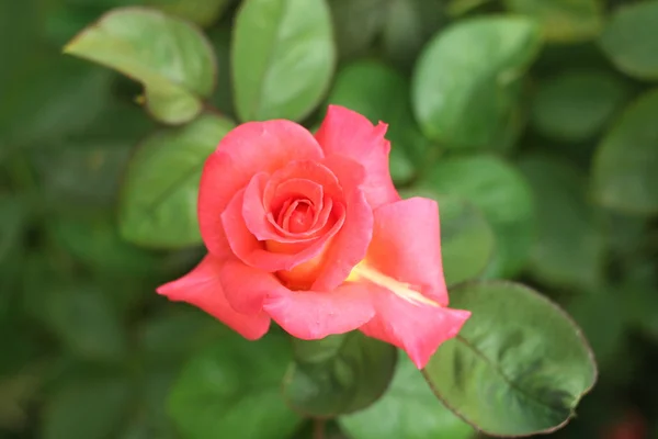 Flor rosa — Fotografia de Stock