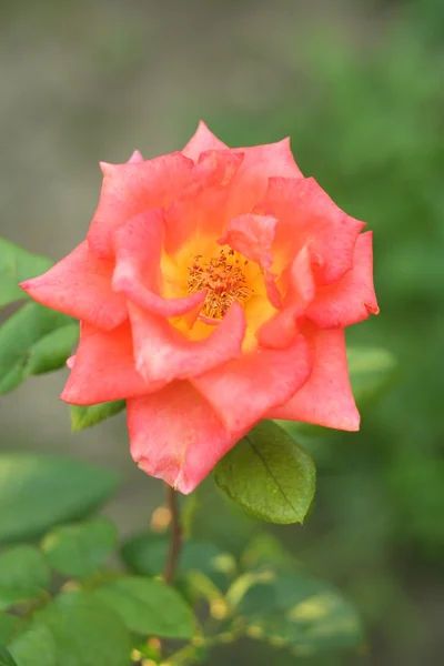 Flower Rose — Stock Photo, Image