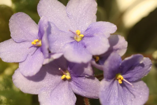Flower Viola — Stock Photo, Image