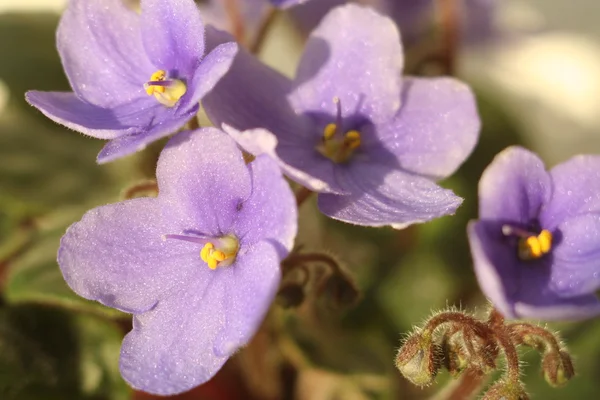 Blomst Viola - Stock-foto