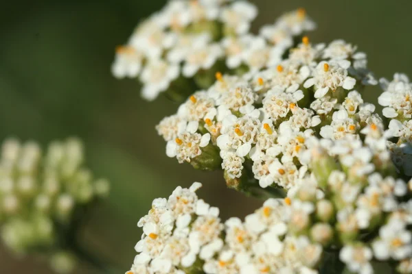 Flower Ageratum — Stock Photo, Image