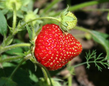 Çilek meyve bahçesinde