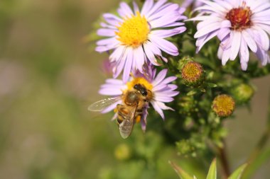 Çiçek krizantem bir arıya