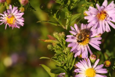 Çiçek krizantem bir arıya