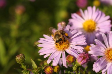 Çiçek krizantem bir arıya