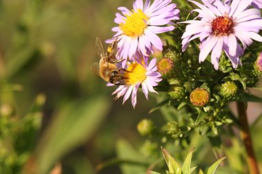 Çiçek krizantem bir arıya