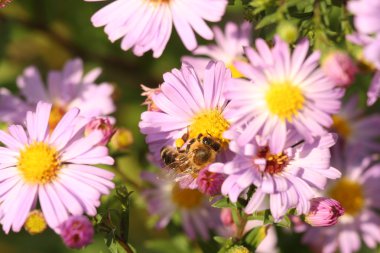 Çiçek krizantem bir arıya