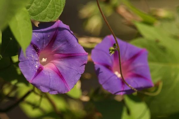 Petunia-bloem — Stockfoto