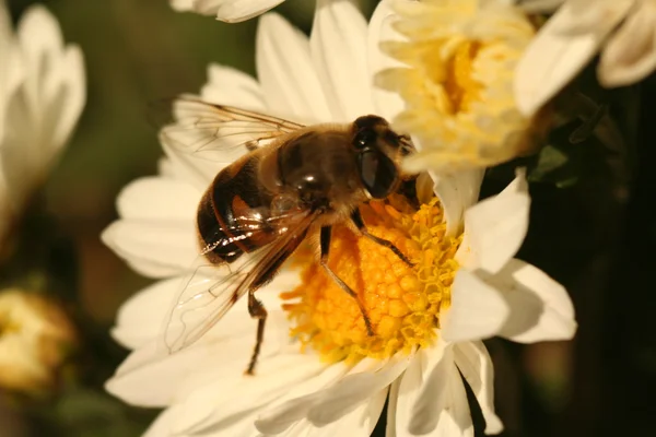 Abelha drone no crisântemo flor — Fotografia de Stock